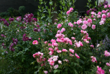 Rosa gallica 'Versicolor' RCP6-2014 117.JPG
